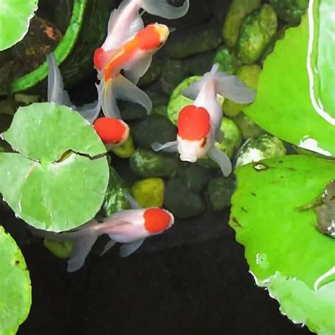 7 Fish to Keep With Goldfish in Ponds (Goldfish Pond Mates) - Pond Informer