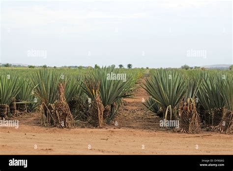 Sisal (Agave sisalana) plantation near Berenty, Madagascar. sisal is ...