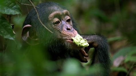 Chimpanzee | Disneynature