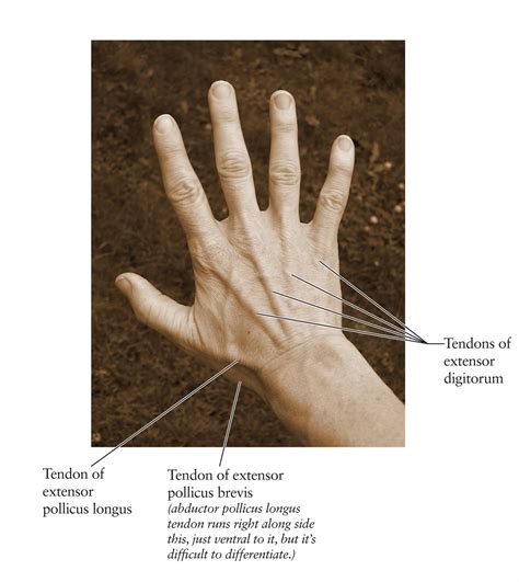 Human Anatomy for the Artist: The Dorsal Hand: The Dorsal Foot's Better ...