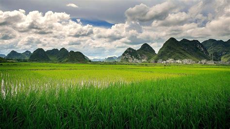 Hình ảnh về cánh đồng lúa | Landscape, Landscape pictures, Field wallpaper