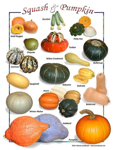 Squash Varieties - Taka Vegetable