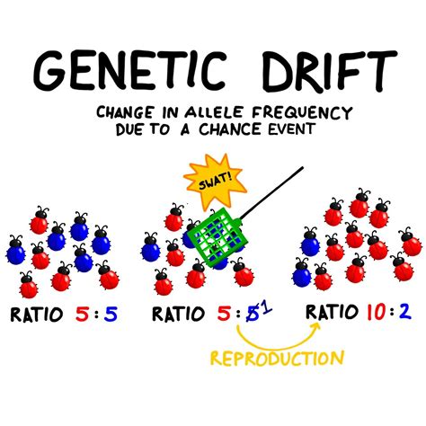 Allele frequency was calculated in genodive - dopdy