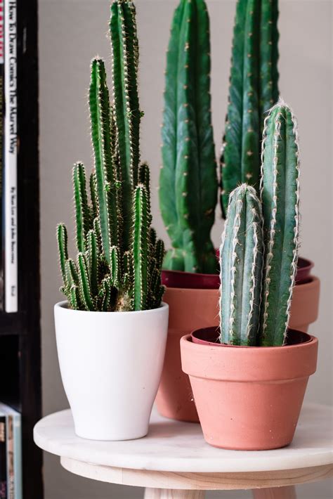 cacti cactus cactuses three potted cacti houseplants | Cactus plants ...