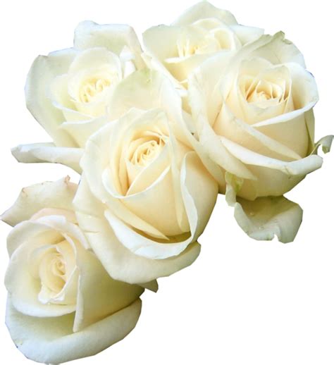 Rose Flower bouquet White Clip art - white rose png download - 549*600 ...