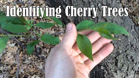 Identifying Wild Black Cherry Trees - YouTube