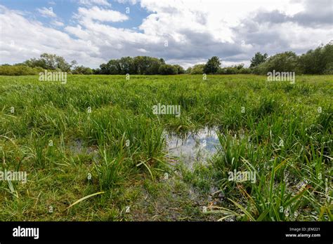 Marshy land in tidal flats at the lower Test Valley near Redbridge ...