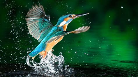 Stunning Kingfisher HD Wallpaper: Nature’s Vibrant Splash