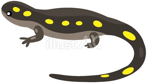 Amphibian Clipart-red yellow spotted salamander 1 clip art - Clip Art ...