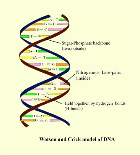 The primary building blocks of DNA areA)Nitrogenous base, phosphorus ...