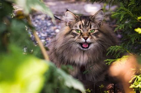 Your Siberian cat personality guide