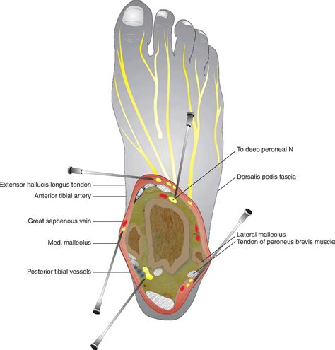 Ankle Nerve Anatomy