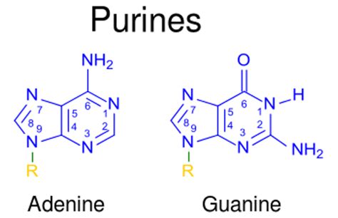 Purine And Pyrimidine Atcg