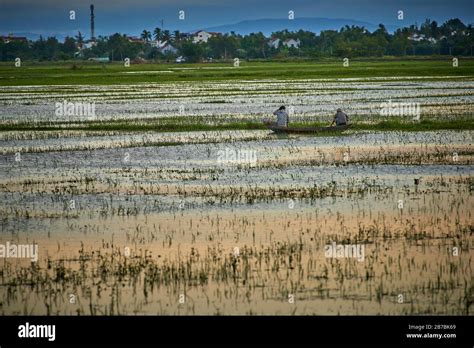 Rice fields at sunset in Hoi AN, Vietnam Stock Photo - Alamy