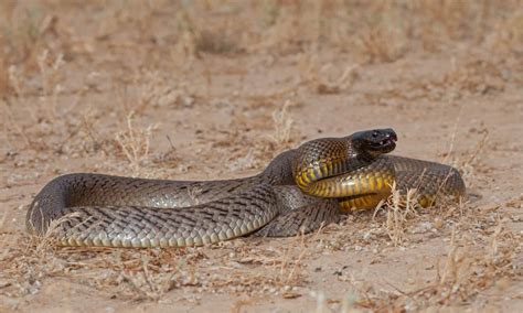 Taipan Pictures - AZ Animals