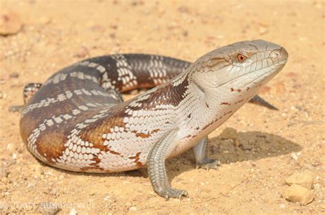 Eastern Blue Tongue Skink | Blue tongue skink, Cute reptiles, Reptiles ...