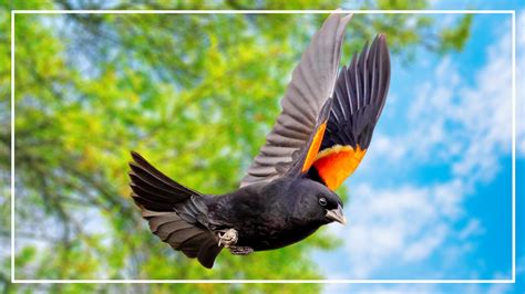 7 Black Bird With Orange Stripe On Wings (ID and Pictures)