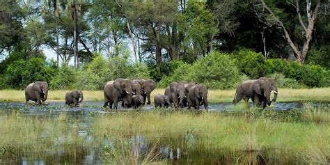 Okavango Delta Safari Vacations | Botswana | Yellow Zebra Safaris