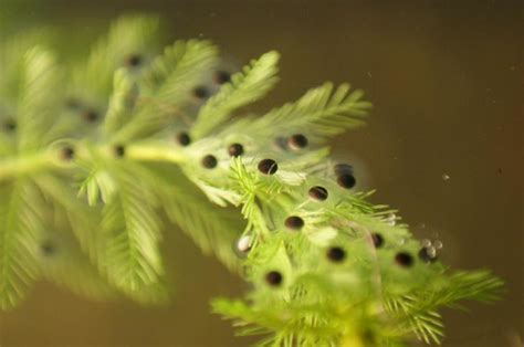 axolotl eggs | Flickr - Photo Sharing!