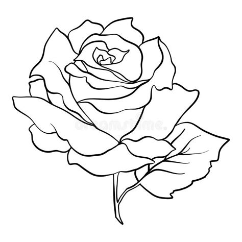 Simple Rose Drawing Outline