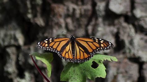 The monarch butterfly sanctuary in mexico 21821297 Stock Video at Vecteezy