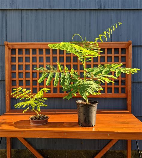 Same age, grown from seed. Pot size matters. Royal Poinciana : Bonsai