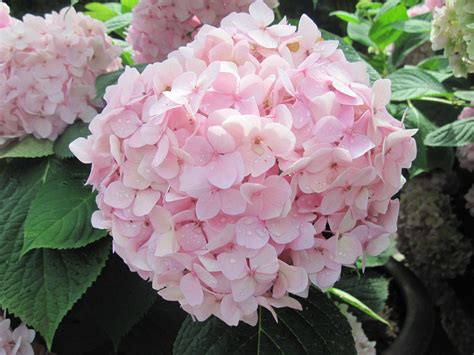 Pink Hydrangea Wallpapers - Wallpaper Cave