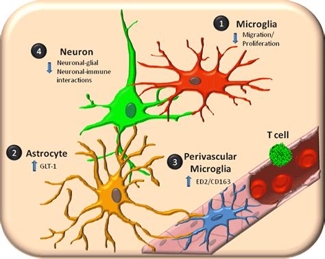 Are Microglia the Most Intelligent Brain Cells