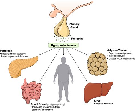 Frontiers | Metabolic effects of prolactin and the role of dopamine ...