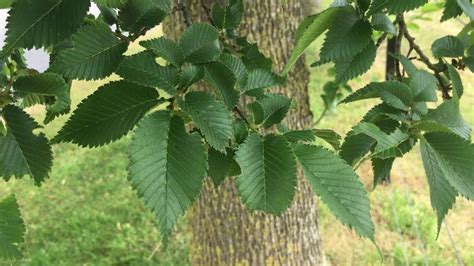 English Elm Tree History (Ulmus Procera) | GraftinGardeners Ltd