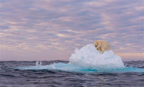 Polar Bear Sleeps On Melting Iceberg - Dimplify