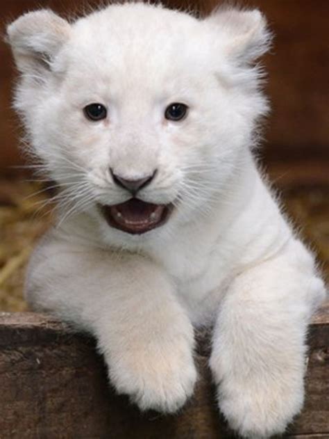 Rare white lion cub appears at Hertfordshire wildlife park - BBC News