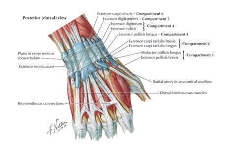 Wrist Anatomy - MSK Learning PortfolioUpper Limbs