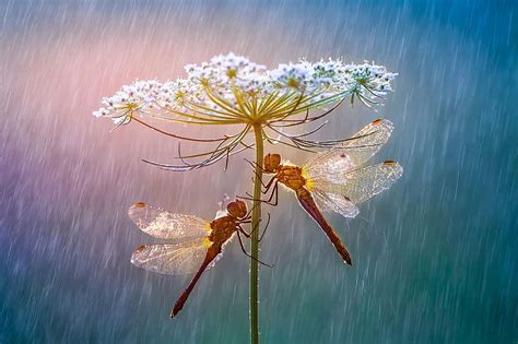 Dragonflies, roberto aldrovandi, macro, flower, dragonfly, rain, white ...