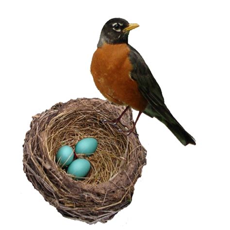 Nest clipart speckled egg, Nest speckled egg Transparent FREE for ...