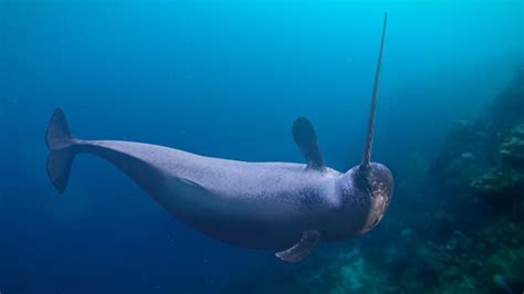 Are Narwhals Endangered? - American Oceans