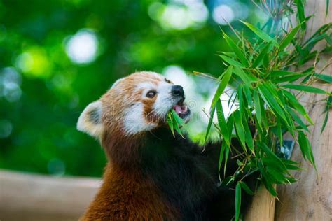 Red Panda Eating A Bamboo Tree Leaves Stock Image - Image of adorable ...