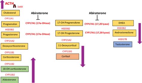 Simplified diagram of steroid synthesis pathway within the adrenal ...