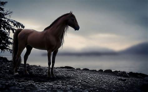 Horse Desktop Wallpaper (76+ images)