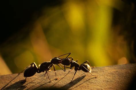 The complex organization of an ant colony