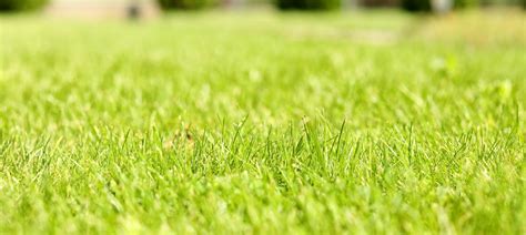 How to Aerate Your Lawn? — Our Guide with Tips (that Work)