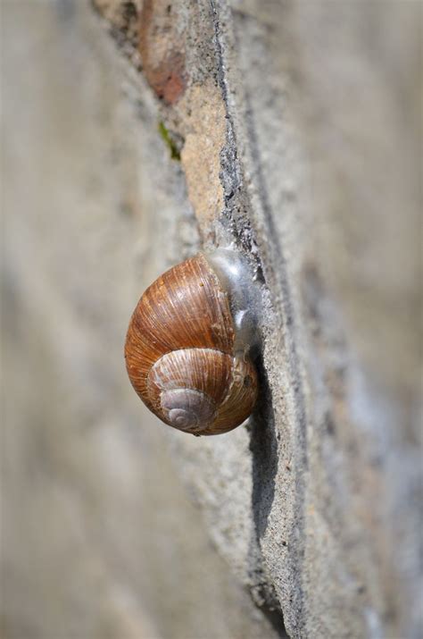 Inspired by snails, Penn researchers invent a reversible adhesive ...