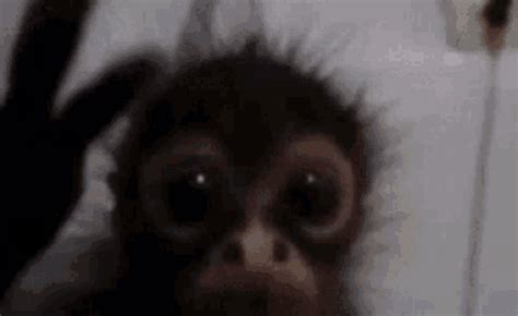 Monke Monkey GIF - Monke Monkey Funny - Descubrir y compartir GIFs