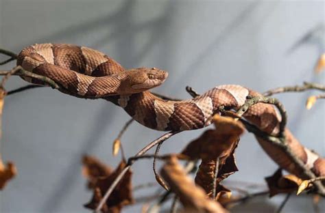 Copperhead Dog Bite: Treatment, Symptoms, Long-Term Effects