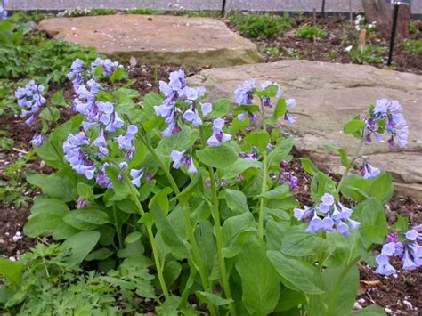 Plants We Love: Virginia Bluebells - Horticulture