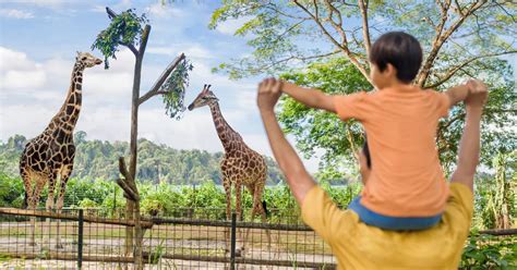 Singapore Zoo - World's Best Rainforest Zoo | Mandai Wildlife Reserve