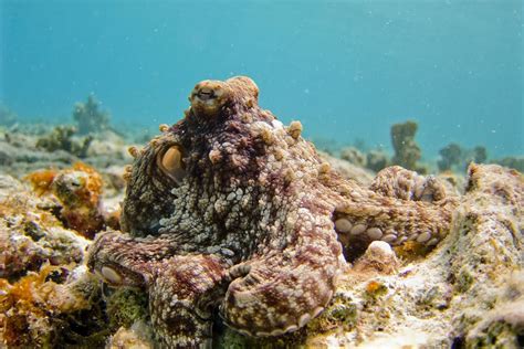 ‘Do Octopuses Have 3 Hearts?’ Asked and Answered | PETA