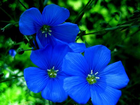 Blue Flowers wallpaper | 1600x1200 | #39953