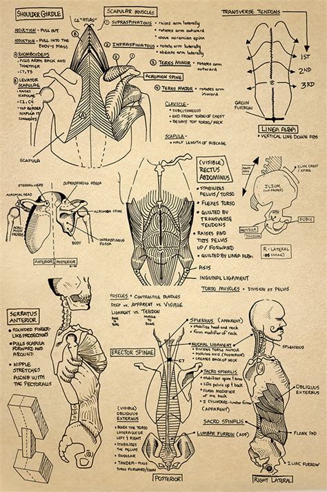 Anatomy Sketchbook on Behance