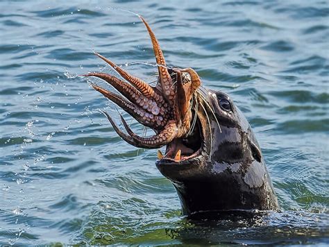 Octopus fights seal for life - China.org.cn